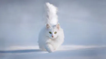 Ако къщата дойде една котка
