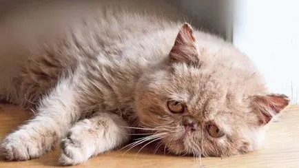 Ако котката драска ушите