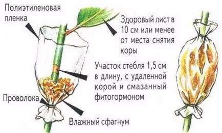 Dracaena как да пропагандира растения у дома