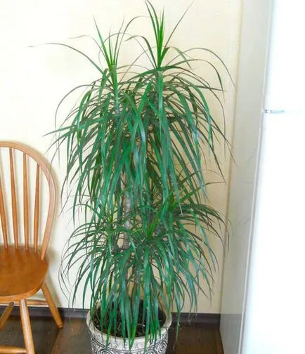 Dracaena граничи - грижа в снимките на домашно видео на околната среда (Dracaena) Dracaena граничи - грижа в дома на видео, снимки