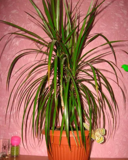Dracaena граничи - грижа в дома видео околната среда, снимката (под) Dracaena граничи - грижа в дома на видео, снимки