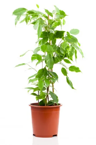 Ficus benjamina грижи у дома, снимка, формиране на короната (у дома) Ficus benjamina грижи у дома, снимка, формиране на короната