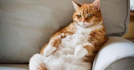 Котки пъпа разберете къде котката е на пъпа