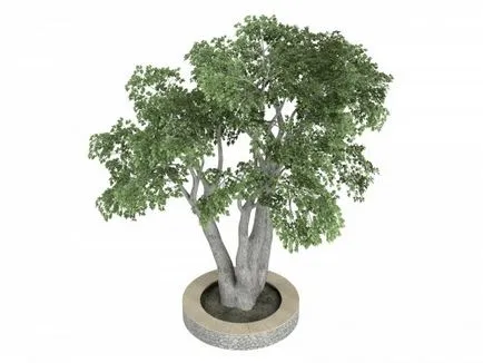 Ficus benjamina грижи у дома, снимка, формиране на короната (Benjamin) Ficus benjamina грижи у дома, снимка, формиране на короната