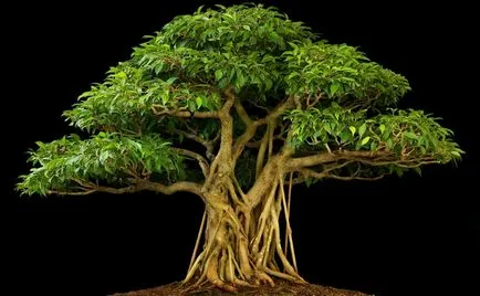 Образуване на корона и стволови Ficus benjamina