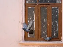 Гълъбът чука на знака на прозореца