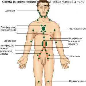 Хидраденит симптоми и лечение, причини, как да се отнасяме вимето на кучката у дома
