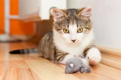 Къде да напусне котката си на почивка (почивка) Къде да напусне котката на почивка