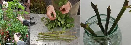 Hibiscus дървета градина - грижи и отглеждане, засаждане и отглеждане като зимата в градината, снимка,