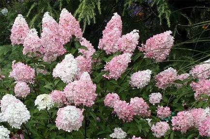 Хортензия paniculata 