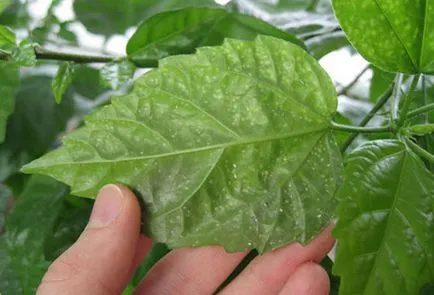 отглеждане Hibiscus градина и поддръжка на открито (грижи) отглеждане Hibiscus градина и поддръжка на открито