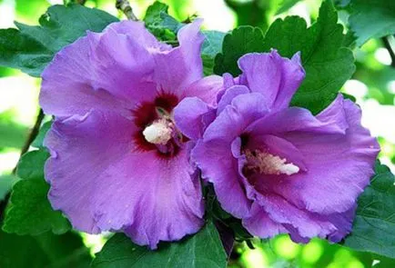 отглеждане Hibiscus градина и поддръжка на открито (градини) отглеждане Hibiscus градина и поддръжка на открито