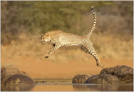Cheetah Фото & Видео, порода описание, характер и начин на живот