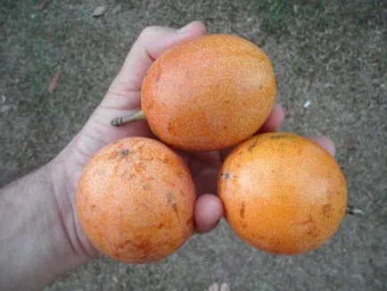 Granadilla - полезни свойства и противопоказания - как да го ям
