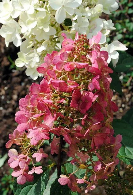 Хортензия paniculata 