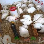 Интересни факти за петли и кокошки анатомия, живели като пиле без глава и половина години и пилешко