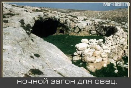 Интересно живота на овчарите