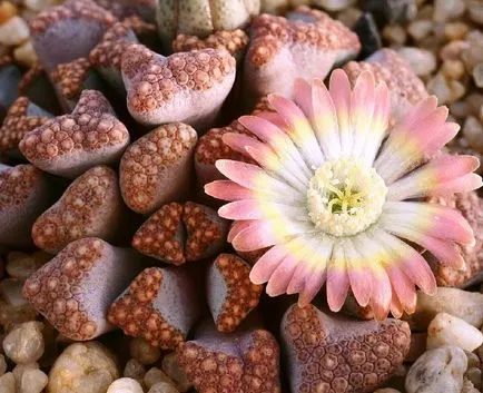 Култивирани камъни у дома