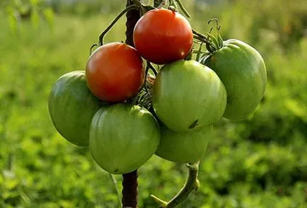 Appin-extra palánták - a használati utasítás és jellemzői