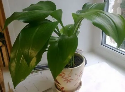 Euharis (Amazon liliom) leírását, a szülőföldje virág, ápolási otthon, palántázás, öntözés,