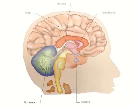 A epiphysis (tobozmirigy), meddoc