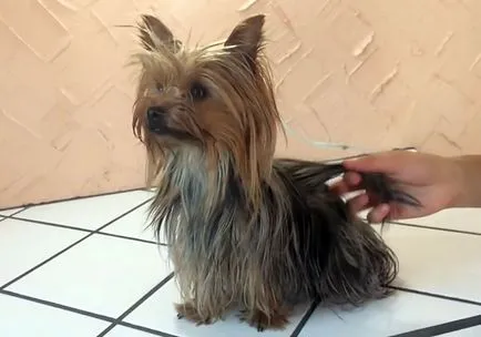 Йоркширски териер Порода описание, снимки и видео