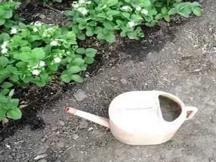 Колко често трябва да поливам ягодите в открито поле