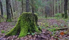 Как се нарича един много висок мъж