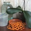Как да се отдели от маце Phalaenopsis орхидеи, expertoza