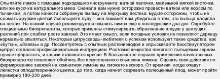 Как да се опрашват един лимон в къщи (лимон вкъщи) Как да се опрашват един лимон в къщи