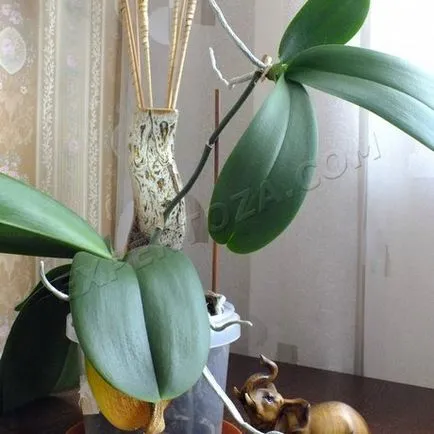 Как да се отдели от маце Phalaenopsis орхидеи, expertoza