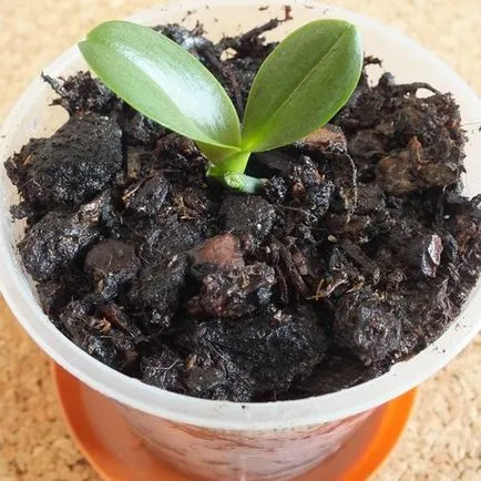 Как да се отдели от маце Phalaenopsis орхидеи, expertoza