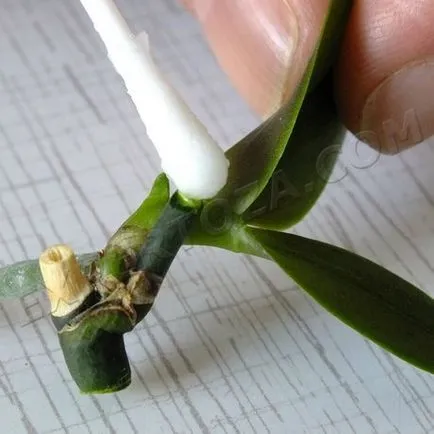 Как да се отдели от маце Phalaenopsis орхидеи, expertoza