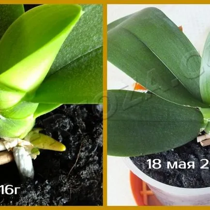 Как да се отдели от маце Phalaenopsis орхидеи, expertoza