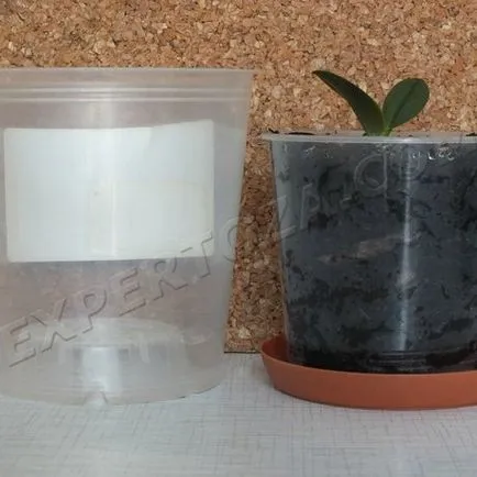 Как да се отдели от маце Phalaenopsis орхидеи, expertoza
