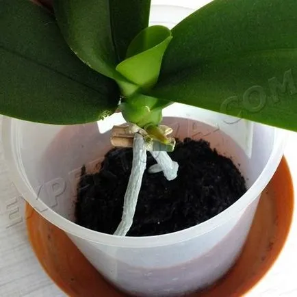 Как да се отдели от маце Phalaenopsis орхидеи, expertoza