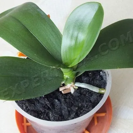 Как да се отдели от маце Phalaenopsis орхидеи, expertoza