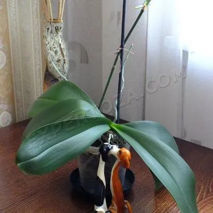 Как да се отдели от маце Phalaenopsis орхидеи, expertoza