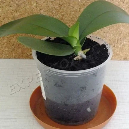 Как да се отдели от маце Phalaenopsis орхидеи, expertoza