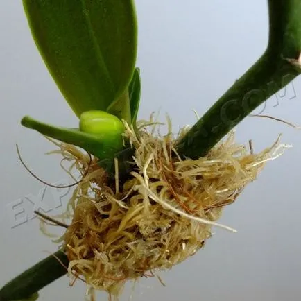 Как да се отдели от маце Phalaenopsis орхидеи, expertoza