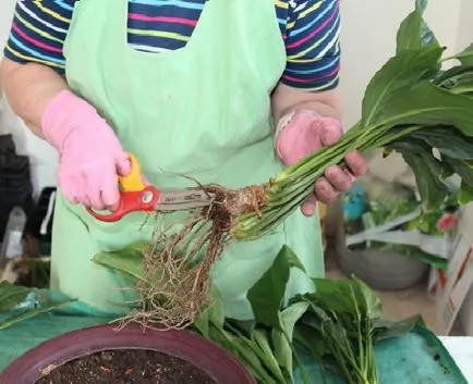 Как да се пресаждат Spathiphyllum (женски щастие) в дома (у дома) Как да се пресаждат Spathiphyllum (женски щастие) в дома