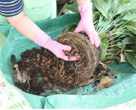 Как да се пресаждат Spathiphyllum (женски щастие) в дома си (запълни целия пот) Как да се пресаждат Spathiphyllum (женски щастие) в дома