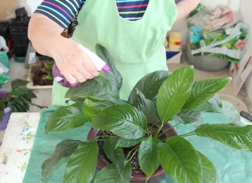 Как да се пресаждат Spathiphyllum (женски щастие) в дома си (запълни целия пот) Как да се пресаждат Spathiphyllum (женски щастие) в дома