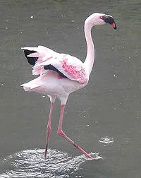 Flamingo - ez