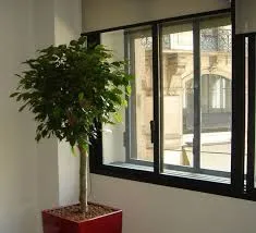 Ficus benjamina termesztés és karbantartás, példaértékű kastély