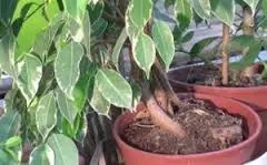 Ficus benjamina termesztés és karbantartás, példaértékű kastély