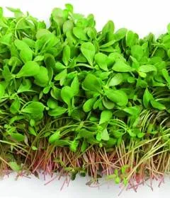Echinacea - 10 terápiás tulajdonságainak és ellenjavallatok
