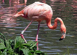 Flamingo - ez
