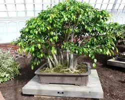 Ficus benjamina transzplantációs mint fajták, ápolás, hogyan kell építeni, hogyan vágja