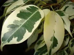 Ficus benjamina termesztés és karbantartás, példaértékű kastély